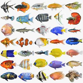3D Fish Collection